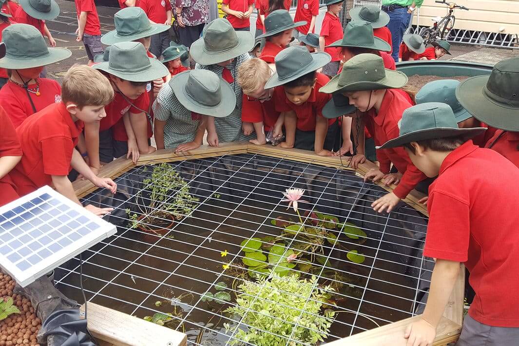 School children looking at an aquaponics sensory garden
