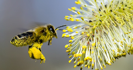 Getting the buzz on bees and other beneficial insects