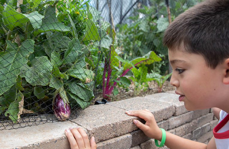 Creating a food garden: vision