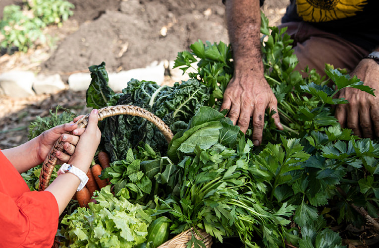 Creating a food garden: harvesting