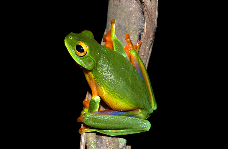 Creating a frog-friendly habitat: research | Junior Landcare