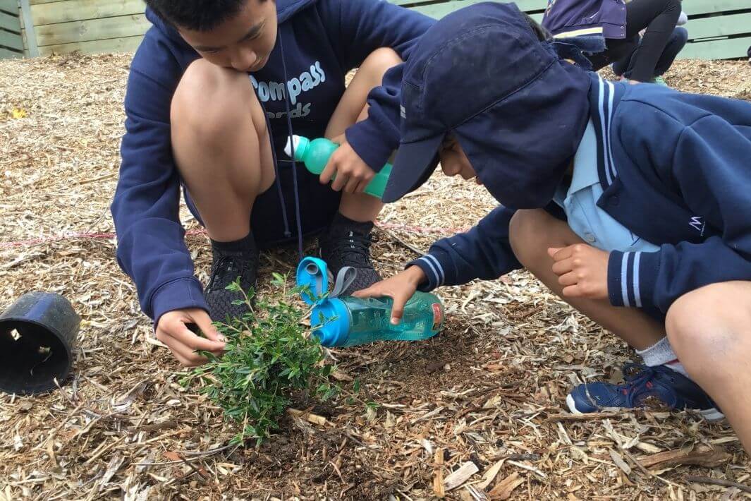 Two school boys watering seedling