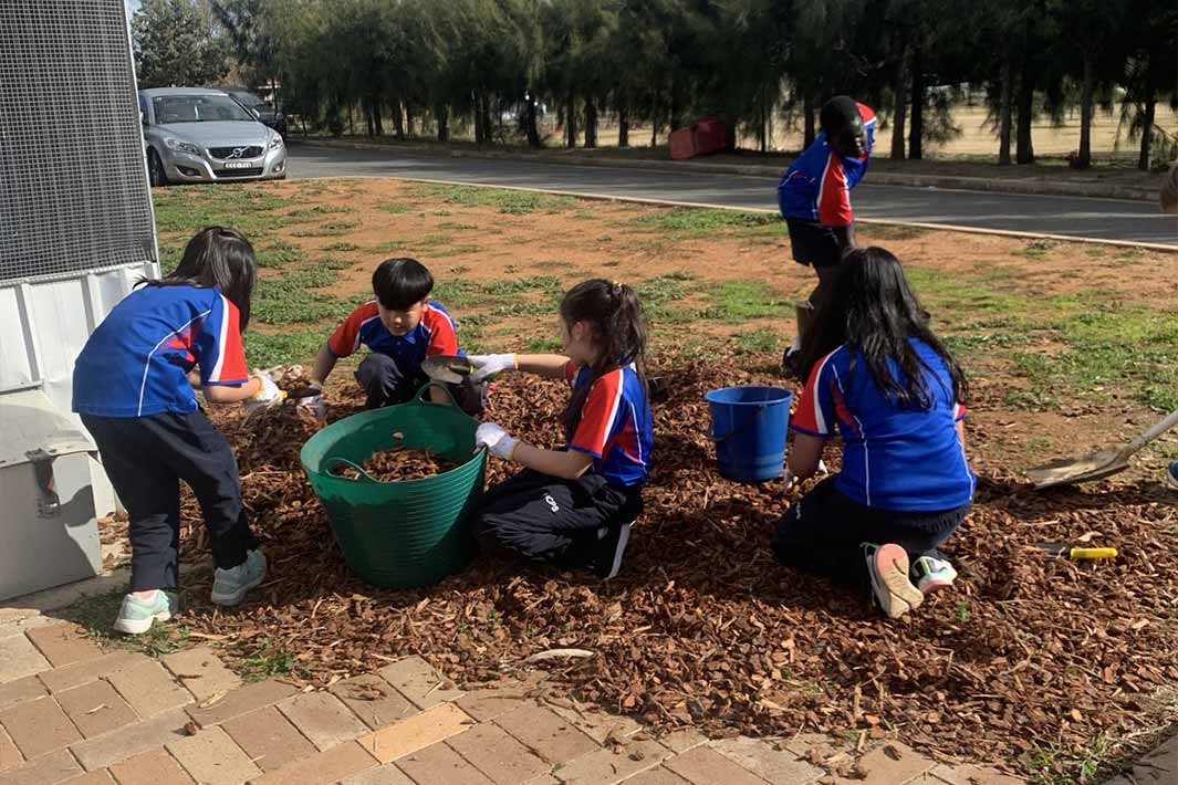 Henschke Catholic Primary School Students Mulching