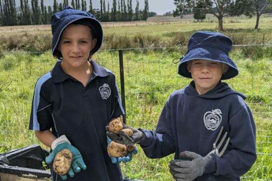 Huoville Primary Students holding homegrown potatoes