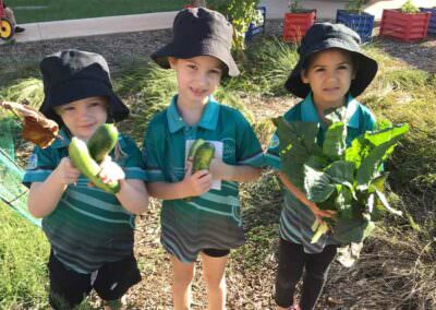 Zuccoli Preschoolers harvesting produce