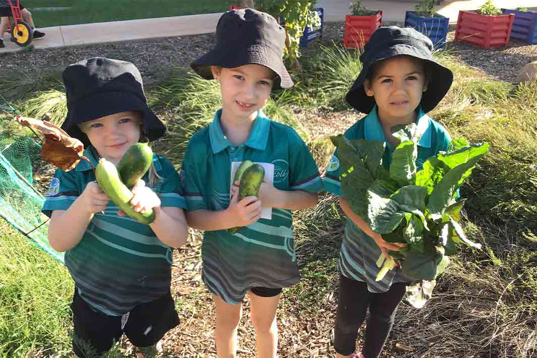 Zuccoli Preschoolers harvesting produce