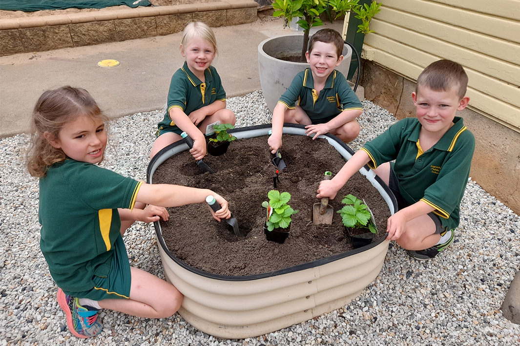 Kindy students plant strawberries at Kapooka Public School in Wagga Wagga, NSW.