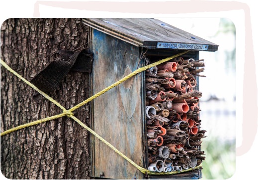 Image Description: Large bee hotel strapped to tree trunk.