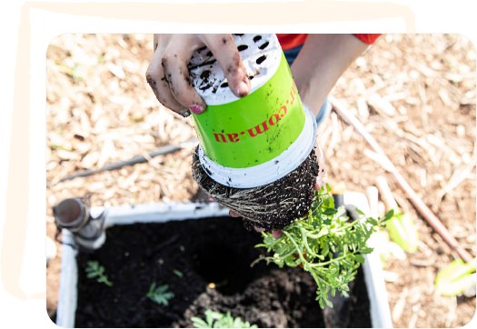 Image Description: Close up of hands tipping a pot upside down to remove plant.