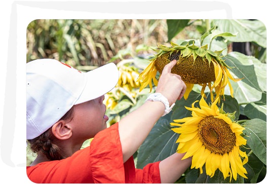 Image Description: Child in red t-shirt and white cap touches the seeds on a large sun flower.