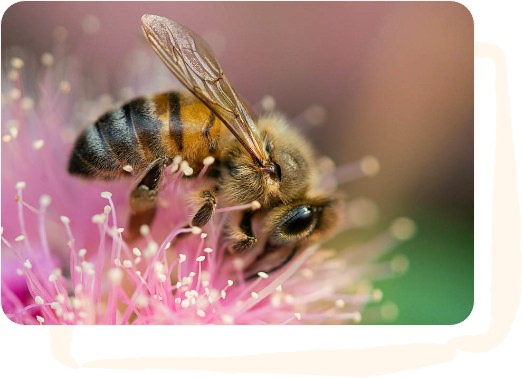 Image Description: Close up of bee on a pink flower.