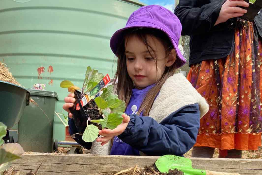Isabella Plains Early Childhood School student, Holly, planting a seedling