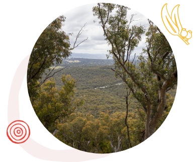 Image Description: Bushland view from up high over a valley with many tall eucalypt trees.