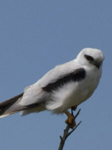 black-shouldered-kite Black-shouldered kite
