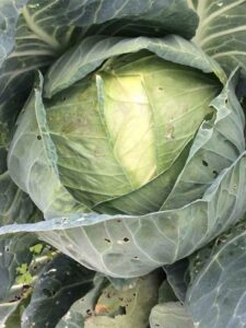 Close up of a cabbage