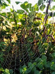Dew covered spiderweb