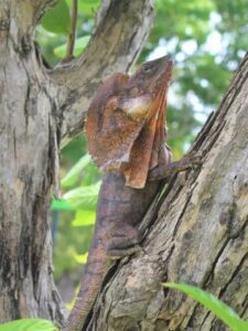Frill necked lizard in a tree