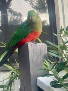 King parrot on a wooden post