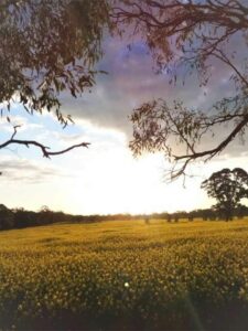 my-summer-sunshine A sunny field filled with yellow flowers