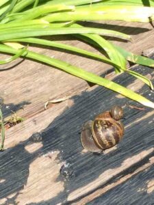Snail crawling across wood