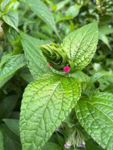 Textured green leaves and a small fluffy flower