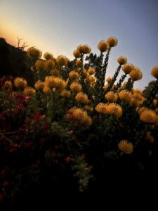 Leucospermum flowers at sunset