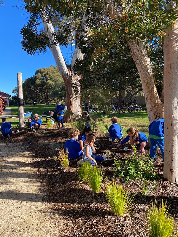 Using their Woolworths Junior Landcare Grant, students at Marmion Primary School got to work planting native seedlings in remnant Banksia Woodland at the school to help restore the degraded edges and reduce weed invasion. They also planted bush tucker seedlings around the school’s yarning circle.