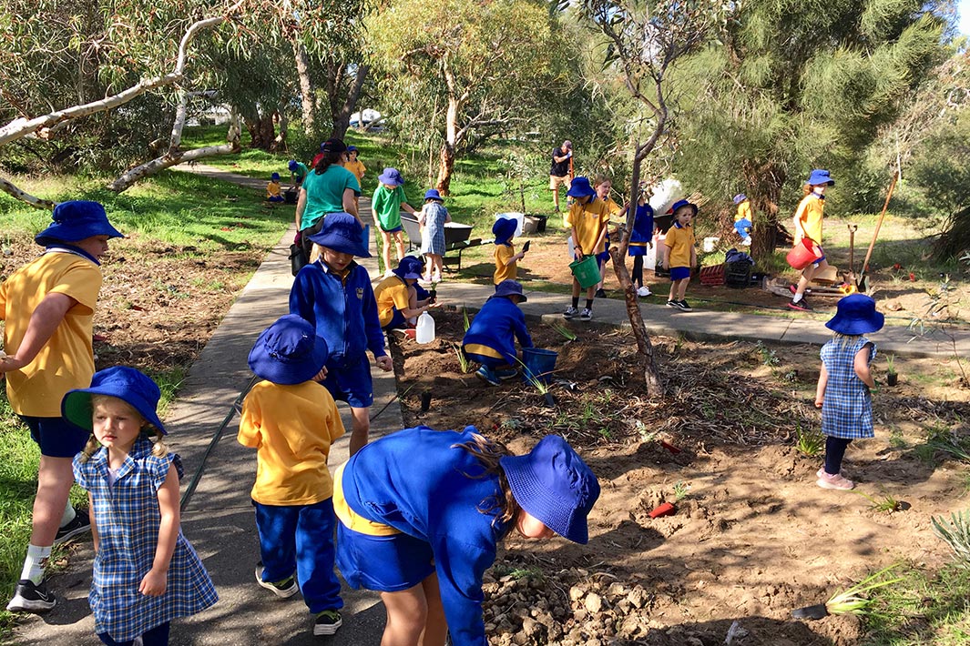 Using their Woolworths Junior Landcare Grant, students at Marmion Primary School got to work planting native seedlings in remnant Banksia Woodland at the school to help restore the degraded edges and reduce weed invasion. They also planted bush tucker seedlings around the school’s yarning circle.
