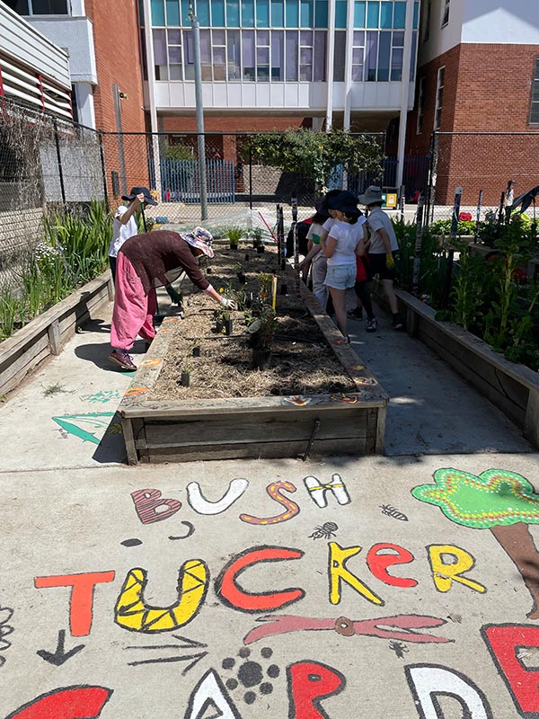 Thanks to their new Bush Tucker Garden, 580 students at Telopea Park School have been able to enjoy a garden space that reflects the Ngunnawal people's connections to the land where the students learn and play.