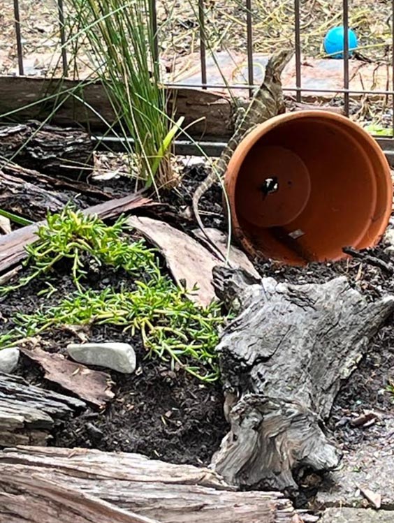 Thanks to their Woolworths Junior Landcare Grant, Dayboro Community Kindergarten in Queensland created a natural environment for their resident lizards to have a safe space to live within the grounds of the kindergarten.