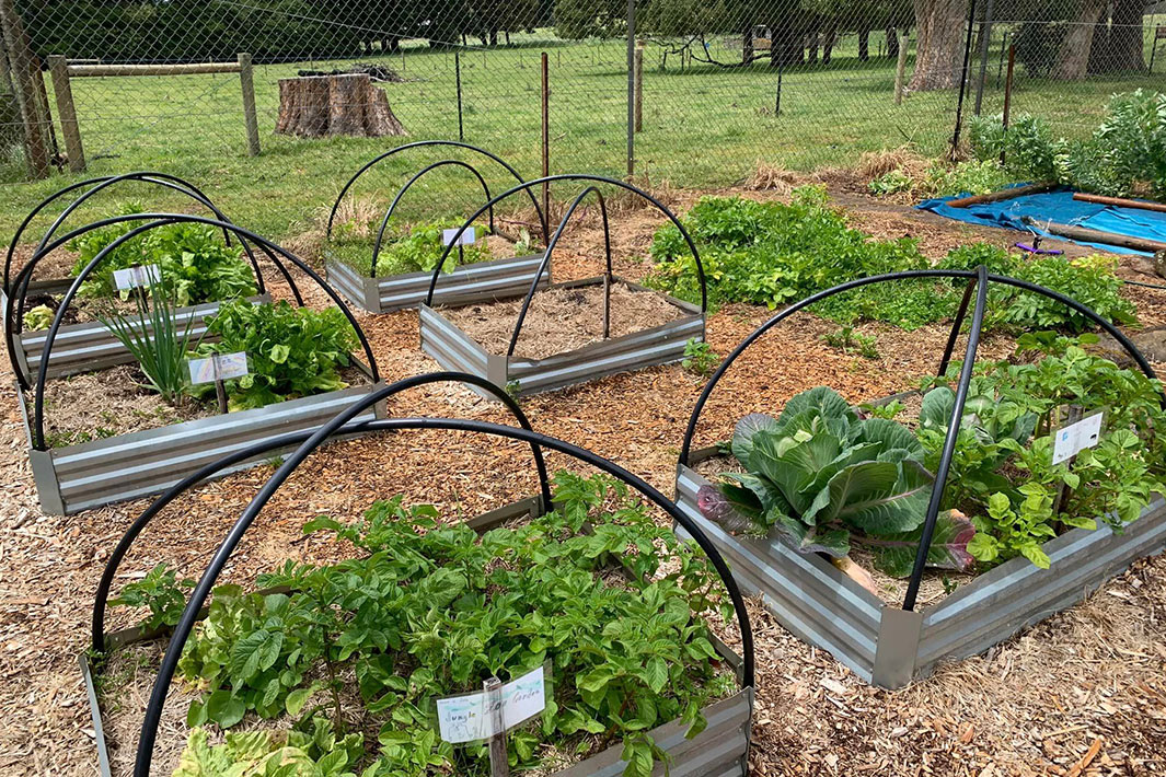 Sprent Primary School students explore growing their own fresh vegetables in containers and garden beds